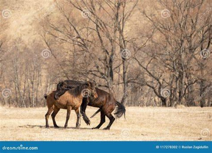 Horse. Mating