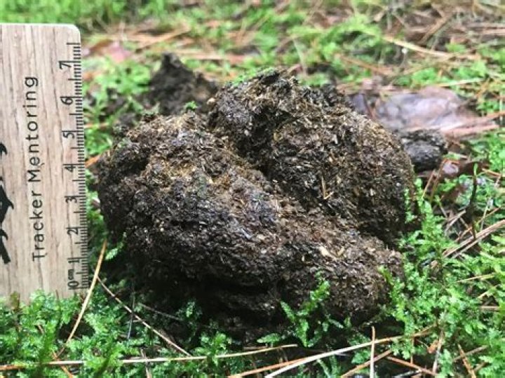 Scat Bbw