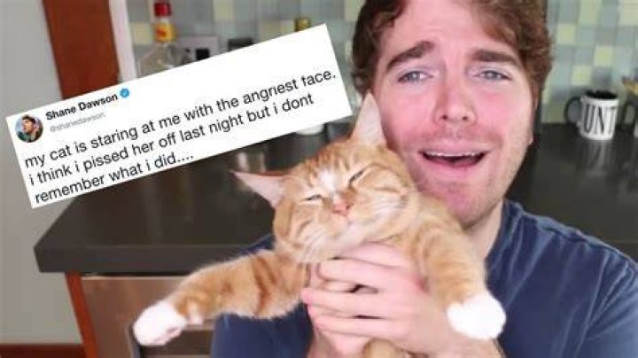 Shane Dawson Cat